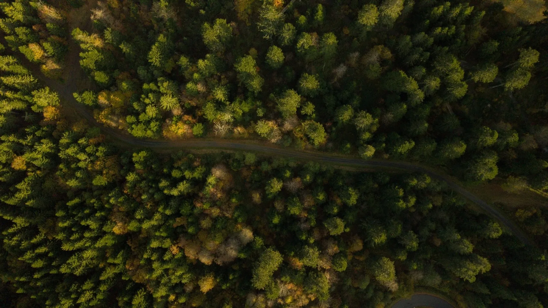 Une forêt française vue du ciel